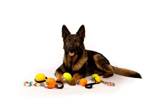 Foam Fetch Dog Ball - NO Handle - Long Lasting - High Visibility Colors