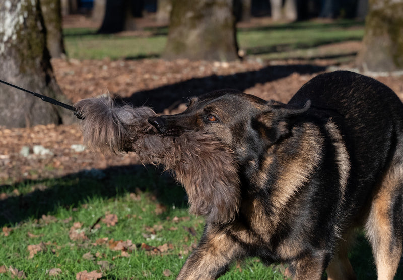 Load image into Gallery viewer, Adjustable Flirt Pole with Durable Sheepskin Lure Kit – Interactive Play, Engagement, Exercise &amp; Mental Enrichment
