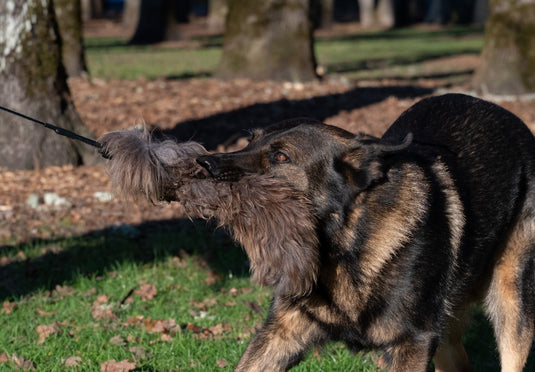 Adjustable Flirt Pole with Durable Sheepskin Lure Kit – Interactive Play, Engagement, Exercise & Mental Enrichment