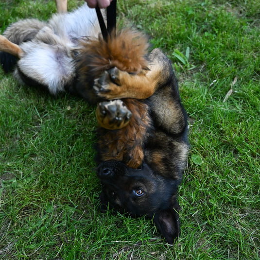 Sheepskin Dog Tug Toy - Handmade, Prey Drive Training, Interactive Play - Sable