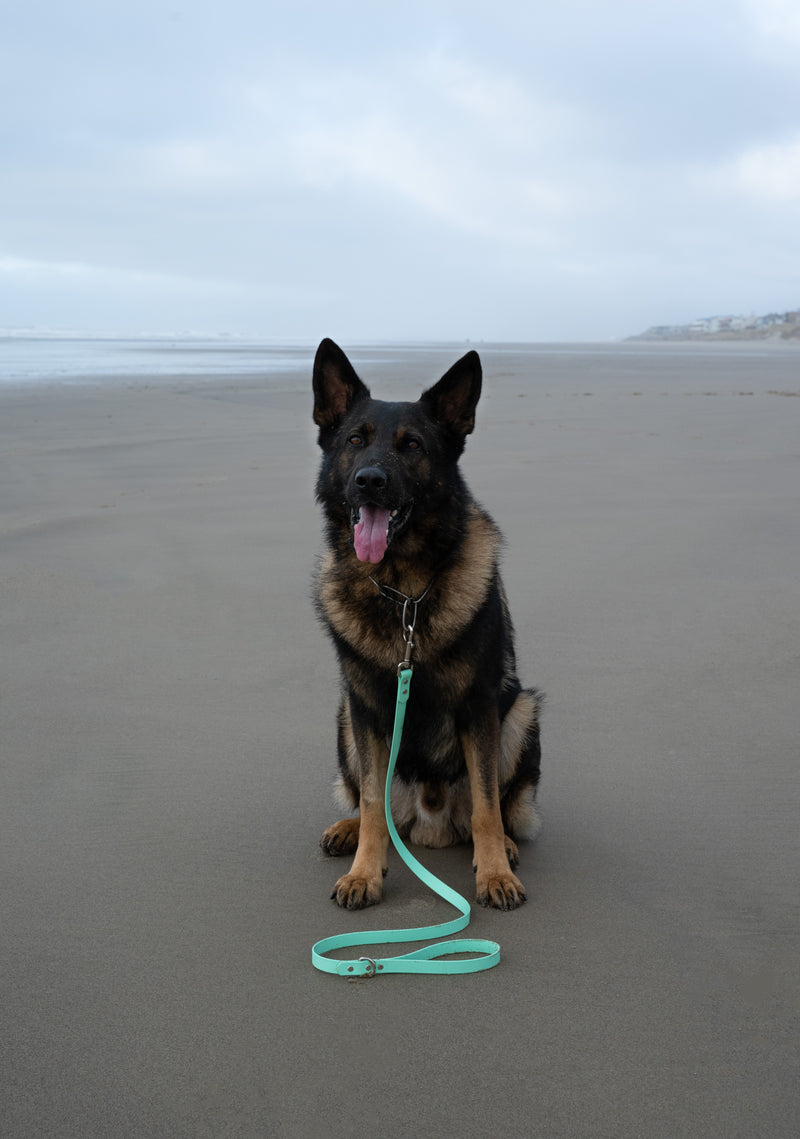 Load image into Gallery viewer, Biothane Dog Leash - 4FT Line - 3/4th Width - High Visibility Colors - Sturdy Dog Leash - Sturdy Hardware - Waterproof - Easy to Clean
