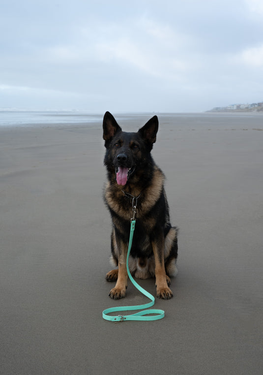 Biothane Dog Leash - 4FT Line - 3/4th Width - High Visibility Colors - Sturdy Dog Leash - Sturdy Hardware - Waterproof - Easy to Clean