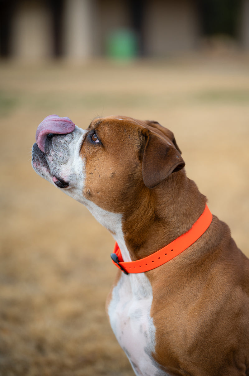 Load image into Gallery viewer, Biothane Dog Collar with Black Classic Rounded Buckle - Waterproof, Durable and Easy to Clean
