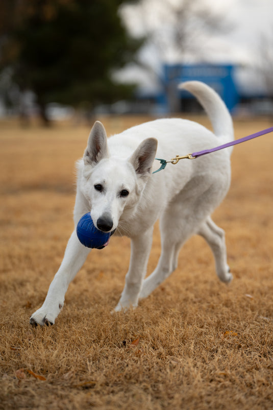 Foam Fetch Dog Ball - NO Handle - Long Lasting - High Visibility Colors
