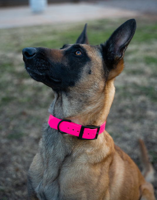 Biothane Dog Collar with Black Classic Rounded Buckle - Waterproof, Visible, Durable and Easy to Clean