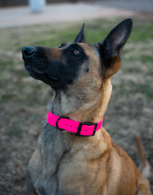 Biothane Dog Collar with Black Classic Rounded Buckle - Waterproof, Durable and Easy to Clean