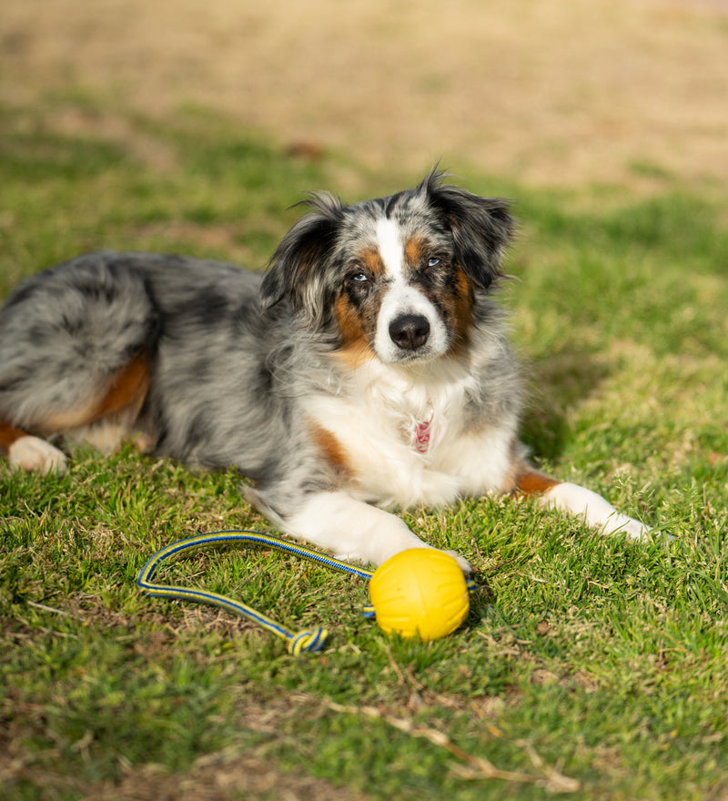 Load image into Gallery viewer, High-Vis Foam Fetch Dog Ball with Soft Touch Rope Handle - Medium 12" x 2.75"
