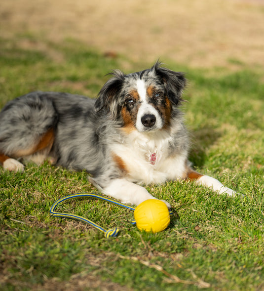 High-Vis Foam Fetch Dog Ball with Soft Touch Rope Handle - Medium 12" x 2.75"