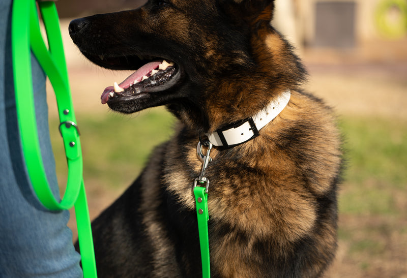 Load image into Gallery viewer, Biothane Dog Collar with Black Classic Rounded Buckle - Waterproof, Visible, Durable and Easy to Clean
