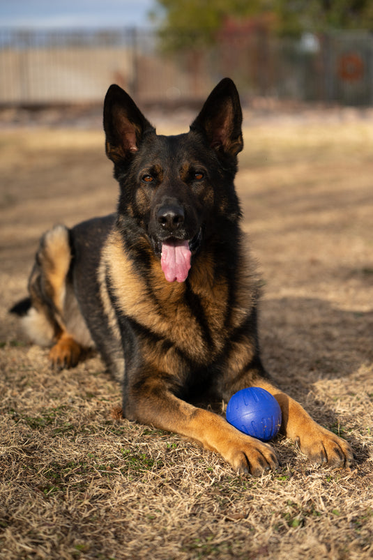 Foam Fetch Dog Ball - NO Handle - Long Lasting - High Visibility Colors