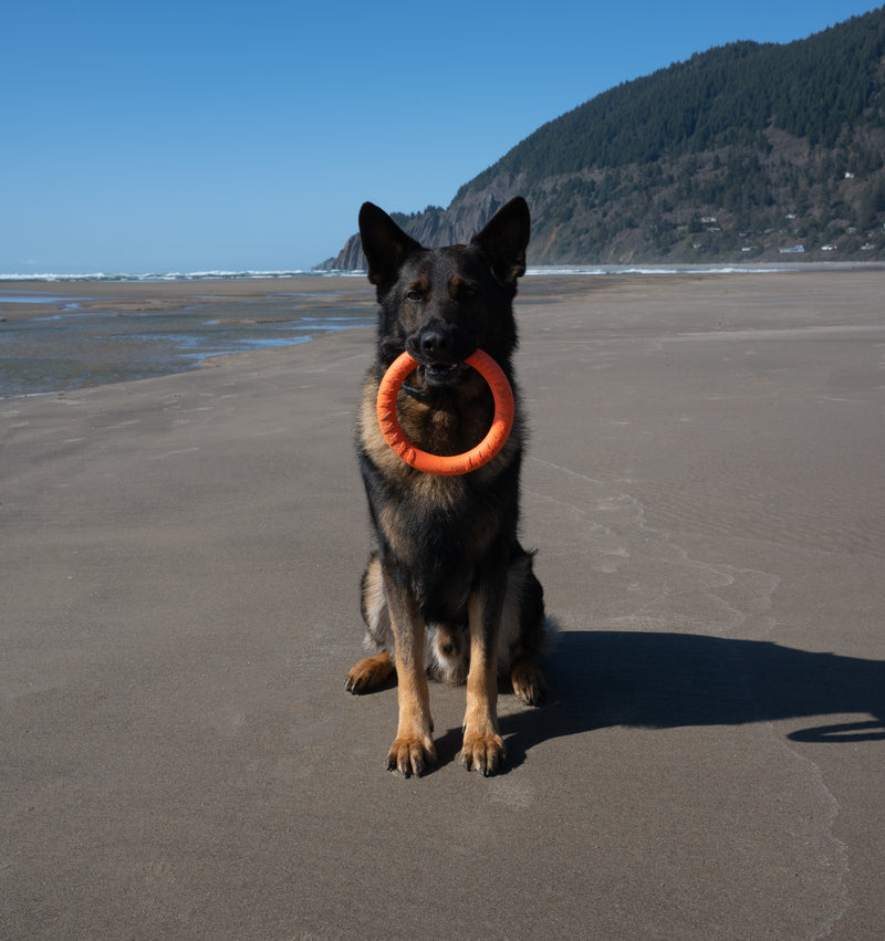 Load image into Gallery viewer, Foam Fetch EVA Dog Fitness Ring – Durable Tug &amp; Fetch Toy, Floats for Water Play, Lightweight, Gentle on Teeth, High-Visibility Colors
