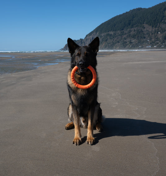 Foam Fetch EVA Dog Fitness Ring – Durable Tug & Fetch Toy, Floats for Water Play, Lightweight, Gentle on Teeth, High-Visibility Colors
