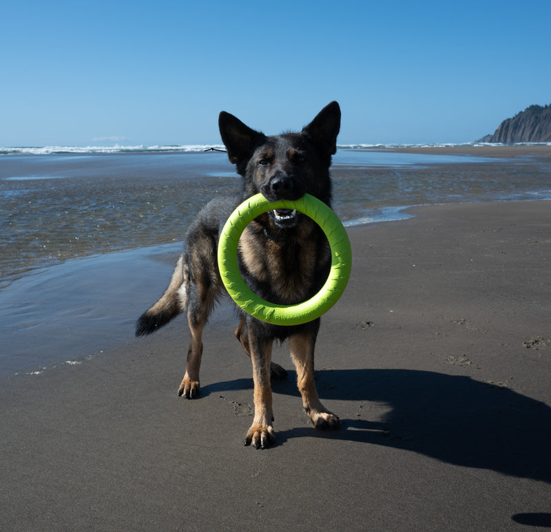Load image into Gallery viewer, Foam Fetch EVA Dog Fitness Ring – Durable Tug &amp; Fetch Toy, Floats for Water Play, Lightweight, Gentle on Teeth, High-Visibility Colors
