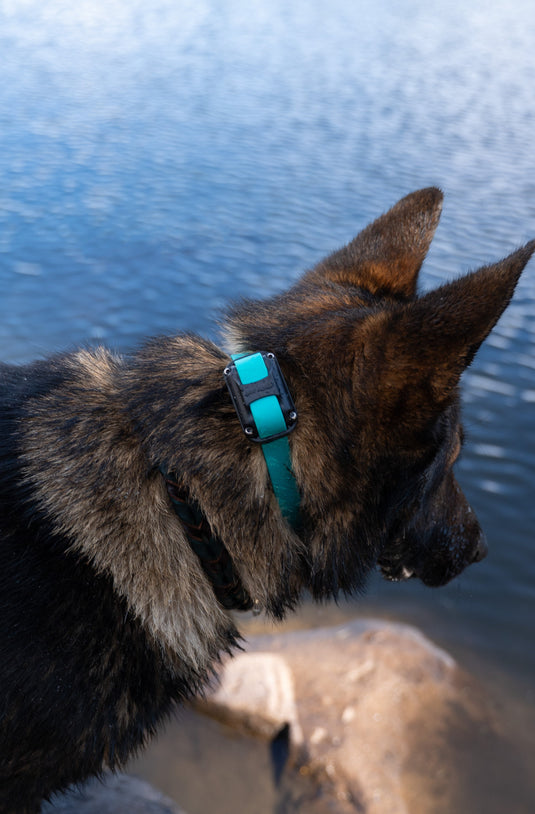 Collars