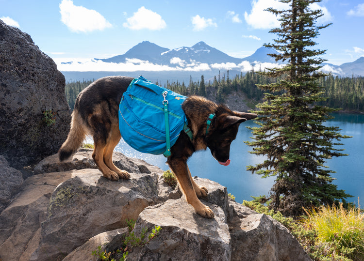 The best gear, for the best dogs.