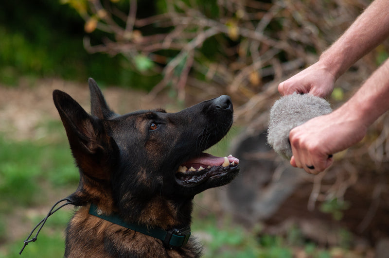 Load image into Gallery viewer, Sturdy Sheepskin Dog Tug with Handles and Replaceable Squeaker Pocket - Interactive Training &amp; Motivation Toy
