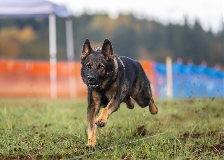 The best gear, for the best dogs.