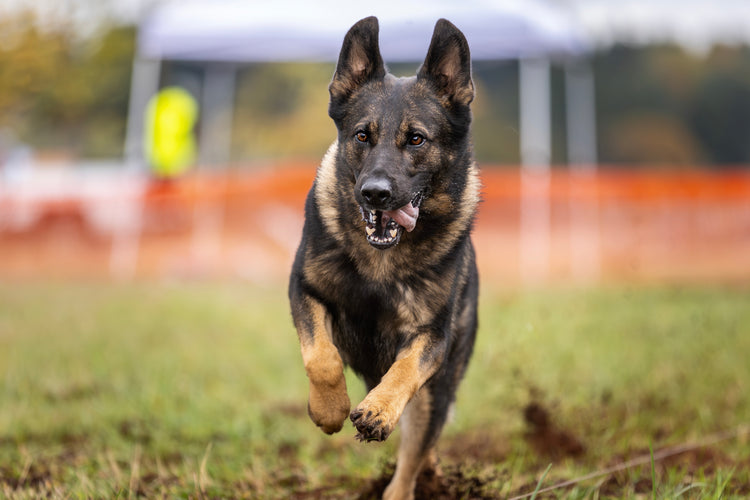 Play Hard. Tug Harder.